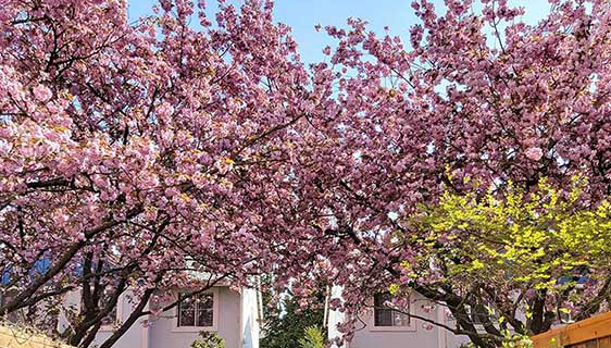 Cherry trees in full blossom above the townhouses at Pacific Park Place.